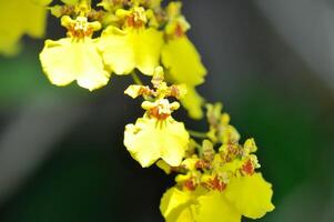 orquídea ou amarelo orquídea flor ,amarelo oncídio foto