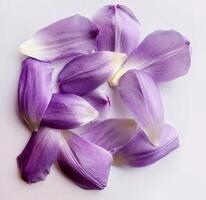 grupo do lindo tulipa roxa pétalas, fechar-se, plano deitar. Casamento romance, fragrância. delicado fundo foto