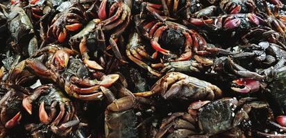 muitos fresco Preto pequeno salgado caranguejo para cozinhando Comida e venda dentro frutos do mar mercado. animais selvagens, vida e animal conceito. foto