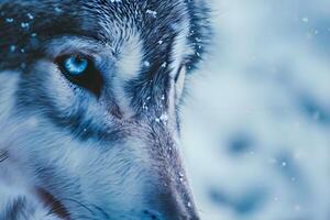ai gerado uma fechar acima do uma Lobo com azul olhos foto
