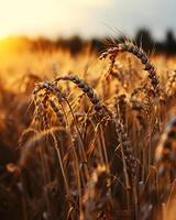 ai gerado uma fechar acima do uma trigo campo às pôr do sol foto