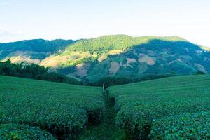 plantação de chá e plantação de chá verde foto
