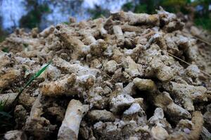 coral pedras dentro a quintal, adequado para aquário decoração. foto