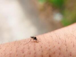 tigre mosquito em pele. a probóscide é inserido e alimentado. sugador de sangue animais. foto