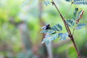 uma jardim mosca é em repouso em uma folha. mosca doméstica. musca vetustissima. estábulo voar. carne voar. foto