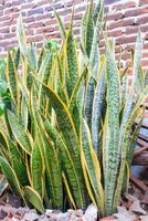 serpente plantar ou Sansevieria trifasciata ou gênio língua plantar. seletivo foco. foto