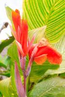 lindo exibição do exótico canna plantas dentro a jardim. foto