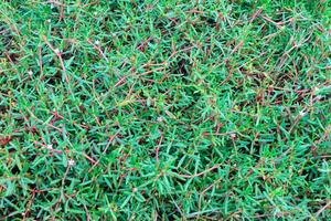 mar beldroega é uma plantar este tem uma herbáceo aparência. mar beldroega plantas estão frequentemente encontrado em a arestas do peixe lagoas. plantas com Rosa hastes. foto