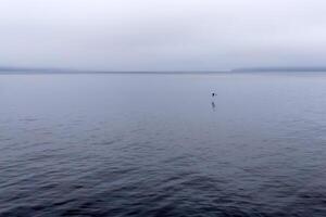solitário gaivota moscas sobre uma nebuloso baía foto