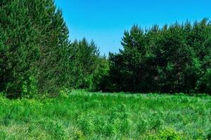 Prado em a floresta Beira em uma ensolarado dia foto