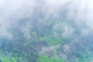 aéreo Visão do a chuva floresta marquise, por muito pouco visível atrás a névoa foto