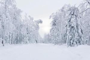 inverno Nevado estrada entre congeladas árvores dentro uma gelado panorama foto