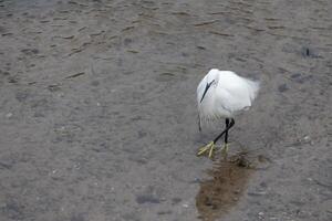 pequeno garça, egretta garzeta, dentro raso água às ponte do rei dentro Devon foto