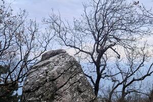 tarde natural panorama - cinzento rachado pedra em meio a embaçado inverno árvores e mar foto