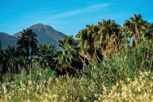 tropical paisagem, rio vale entre montanhas com palhetas e Palma árvores foto