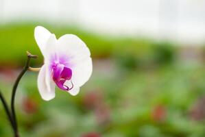 orquídea flor fechar-se em uma borrado fundo foto