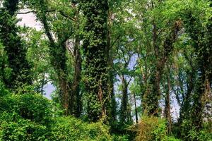 árvores entrelaçado com lianas e trepadeiras dentro uma subtropical folha larga floresta foto