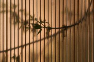 abstrato fundo - folhas do vivo árvores brilho através uma translúcido policarbonato Folha foto