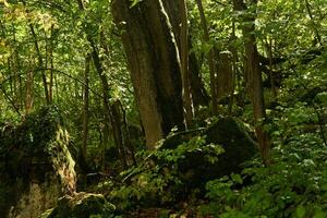 fundo, panorama - subtropical floresta depois de chuva foto