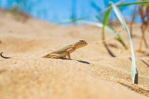 lagarto cabeça de sapo agama entre a seco Relva dentro a dunas foto