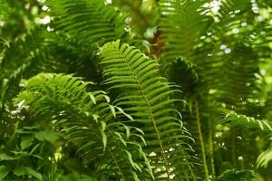 Visão do samambaia matagais dentro a floresta vegetação rasteira a partir de a inferior acima foto