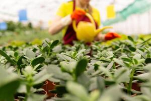 plantar brotos dentro uma estufa fechar-se com uma embaçado jardineiro dentro a fundo foto