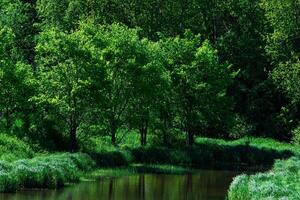 pequeno sombrio floresta rio entre bancos com água prados foto