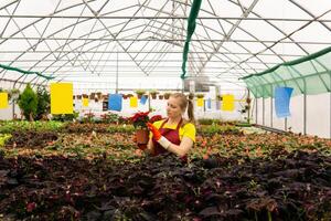 mulher jardineiro dentro uma estufa com plantas de interior foto