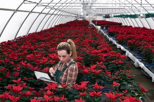 jovem mulher agrônomo gravação a crescimento do poinsétia dentro uma papel caderno dentro uma plantar berçário foto