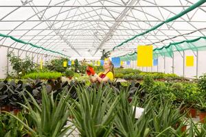 mulher jardineiro dentro uma estufa com plantas de interior foto