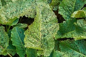 verde insetos pragas pulga besouros comer plantar folhas foto