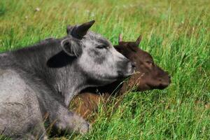dois vacas dentro a pasto deitado em repouso amontoado juntos foto