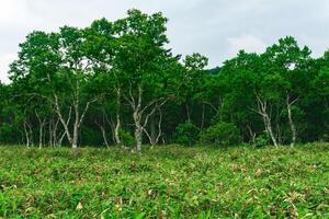 floresta panorama do kunashir ilha, monção costeiro floresta com curvado bétulas e bambu matagais foto