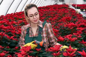 mulher jardineiro dentro estufa prepara para água poinsétia flores com spray bocal foto