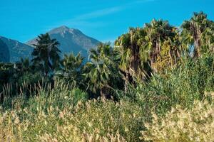 tropical paisagem, rio vale entre montanhas com palhetas e Palma árvores foto