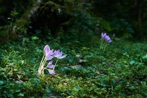 colchicum flores iluminado de uma raio de Sol dentro uma sombrio vegetação rasteira foto