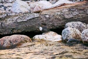 pássaro garganta branca dipper senta em uma costeiro pedra perto uma corrente foto