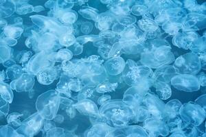natural fundo - muitos medusa dentro mar água foto