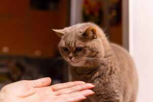 escocês em linha reta gato é feliz levando a tratar a partir de a proprietário mão foto