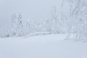 congeladas inverno montanha floresta, árvores coberto com uma Grosso camada do geada ficar de pé dentro profundo neve depois de pesado showfall foto