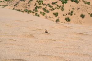 deserto lagarto cabeça de sapo agama em a declive do uma areia duna foto