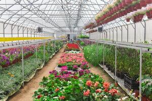 interior do uma estufa para crescendo flores e ornamental plantas foto