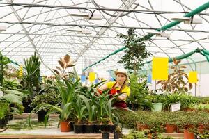 fêmea florista carinhoso para plantas de interior dentro uma estufa foto