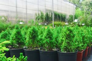 mudas do coníferas e de outros plantas dentro panelas dentro uma berçário perto a estufa complexo foto