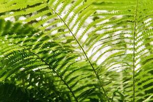 Visão do samambaia matagais dentro a floresta vegetação rasteira a partir de a inferior acima foto