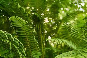 Visão do samambaia matagais dentro a floresta vegetação rasteira a partir de a inferior para topo foto