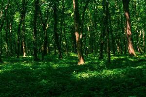 natural arborizado paisagem, temperado folha larga floresta foto