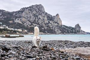 branco gato anda em ao longo a mar de praia contra a pano de fundo do rochoso falésias dentro a distância foto