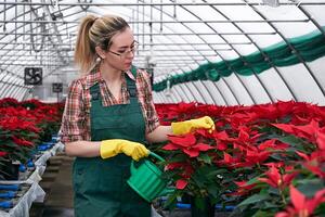 mulher florista dentro estufa leva Cuidado do vermelho poinsétia flores foto