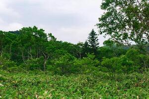 floresta panorama do kunashir ilha, monção costeiro floresta com curvado árvores e bambu matagais foto